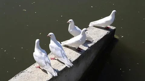 White doves on a pond Stock Footage 37977799