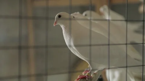 White doves sit on a perch in a cage. Home dovecote on the roof Stock Footage 141307405
