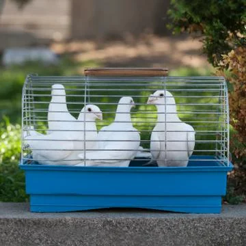 White doves in a small cage Stock Photos