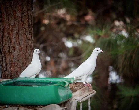 White doves in the trough Stock Photos
