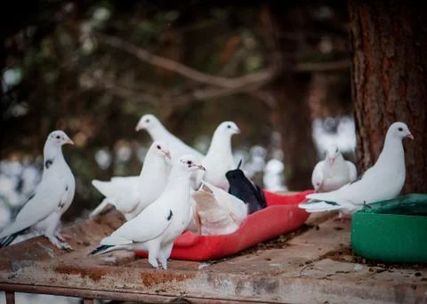 White doves in the trough Stock Photos