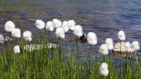 The white down of Eriophorum scheuchzeri. Stock Footage 325658179