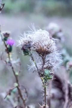 White down of thistle Stock Photos