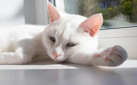 A white dozing cat with pink ears lies on a sunny day on the windowsill. 스톡 사진