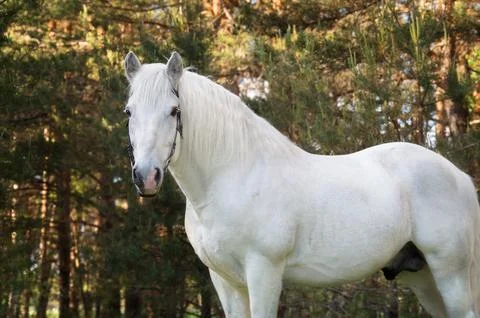 White draft Persheron stallion posing near forest. Stock Photos
