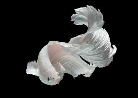 White Dragon Stock Photos
