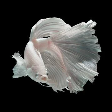 White Dragon Stock Photos