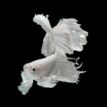 White Dragon Stock Photos