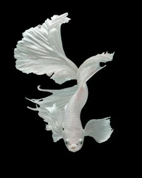 White Dragon Stock Photos