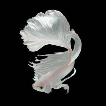 White Dragon Stock Photos