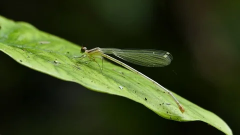White dragonfly on leaves. Video stock 73598454