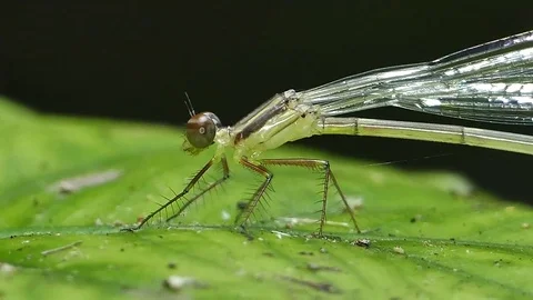 White dragonfly on leaves. Stock Footage 73598555