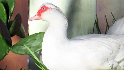 White drake 库存照片