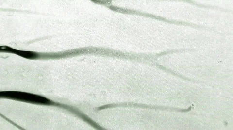 White Draw Out Video stock 104928