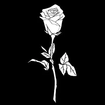 White drawing of a rose on a black background, silhouette of a flower Stock Illustration