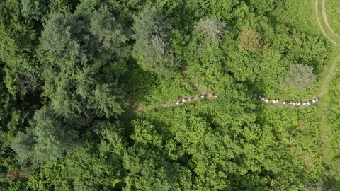 White dressed people walking in single file into a lush spring forest Stock Footage 120697851