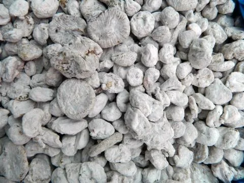 White dried figs Stock Photos
