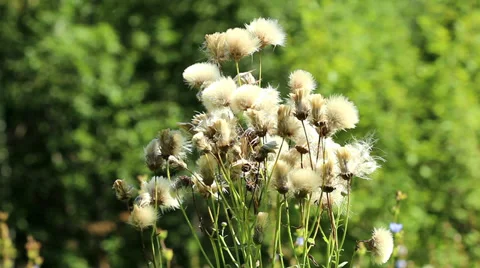 White dried flowers Stock Footage 29518465