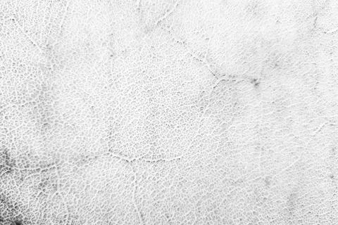 White Drum Head Texture Background. Stock Photos