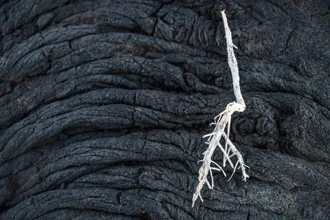 White dry branch on lava string formation close up, El Hierro, Canary Isla... Stock Photos