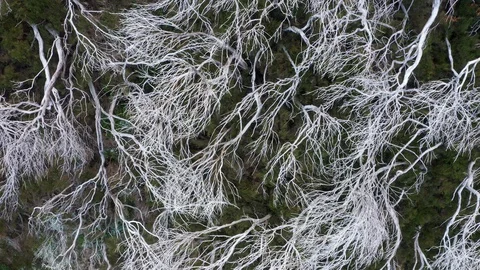 White dry Dead trees forest on the route Pico Areeiro - Pico Ruivo, Madeira Isla Video stock 129256142