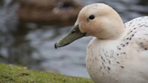 White Duck 01 스톡 동영상 21876899