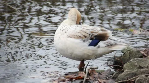 White Duck 02 스톡 동영상 21875801