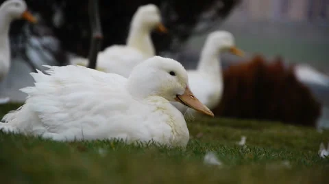 White duck 2 Stock Footage 909417