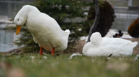 White duck 3 Stock-Footage 909413