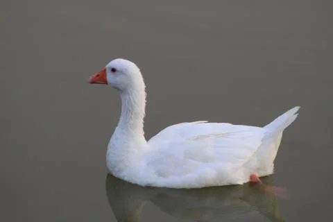 White Duck - anas platyrhynchos domesticus Stock Photos