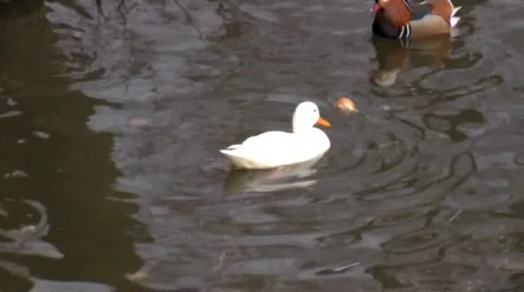 White duck and white bread Vídeo Stock 344636