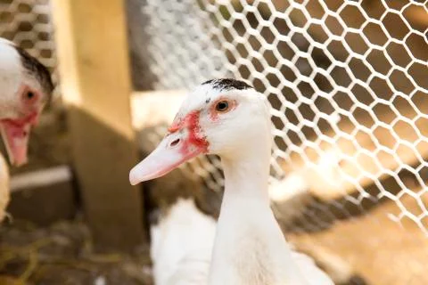 White duck in barnyard Stock Photos