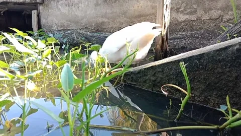 White Duck Bathe Stock Footage 242166107