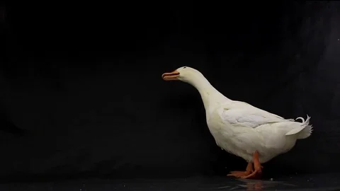 White duck on a black background, studio shot 스톡 동영상 77711765
