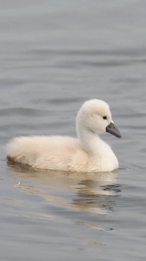 White duck chick swimming 库存影片 335661602
