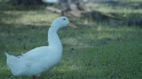 White duck at city park in grass Stock Footage 196295347