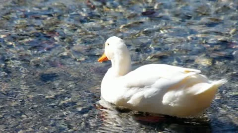White Duck Cleaning Itself Stock Footage