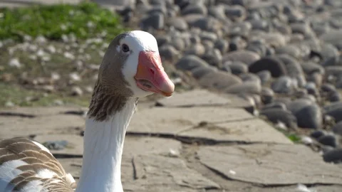 White Duck Close Up Stock Footage 94235671