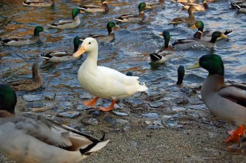 White duck in a crowd Stock Photos