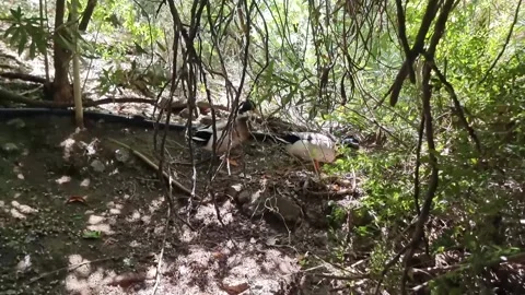 White duck in dense Cyprus forest undergrowth Stock Footage 328096799