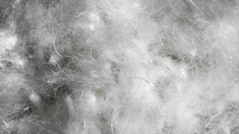 White duck down. texture or background Stock Photos