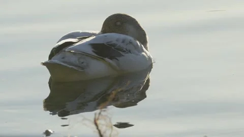 White Duck Drifting on Calm Water in Strong Backlight Stockbeeldmateriaal 342134135