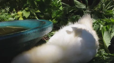 White Duck Drinking  Stockbeeldmateriaal 1105544