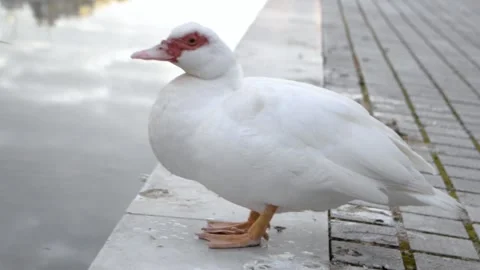 White duck drinking  some water from a lake Video stock 170320403