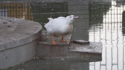 A white duck drinking water Stock Footage 82323524