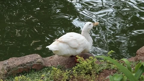 A white duck is drinking water Stock Footage 246459168