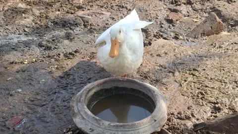 White Duck Drinking Water From Mud Pot On Rural Farm Ground Stock Footage 344557969