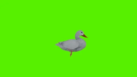 White duck eating from the angle of the side and back and three sides and face Video stock 246731383