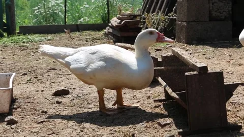 A white duck eating from the feeder Stock Footage 202610450