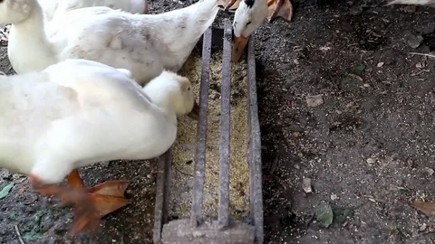 White duck eating wheat, quacking. Video stock 71119747